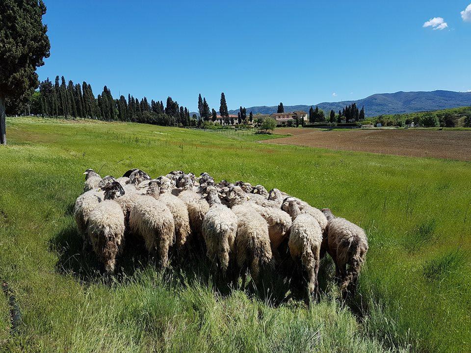Agriturismo Fattoria Rozzalupi Cerreto Guidi Eksteriør billede